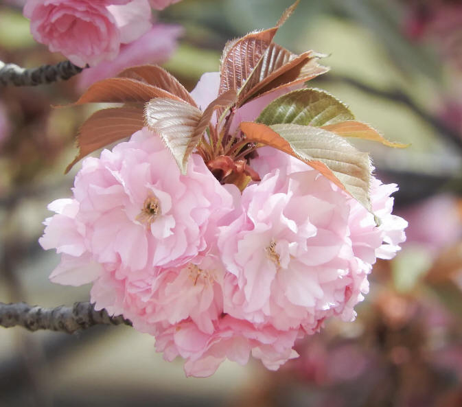 八重桜
