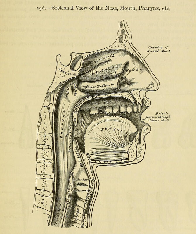 1858_Gray's Anatomy_���o